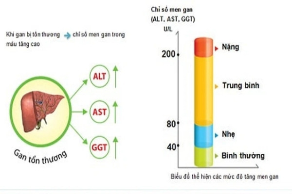 Chỉ số GPT là gì? GPT bao nhiêu là nguy hiểm? 1